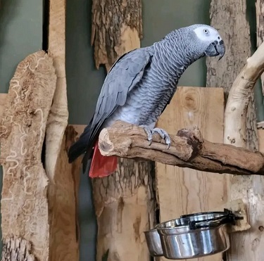 Lifespan of African Grey Parrot. How Long Do African Greys Live?