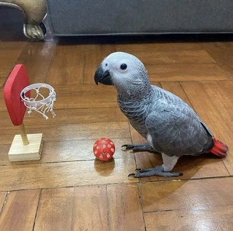 African grey parrots for sale, page image