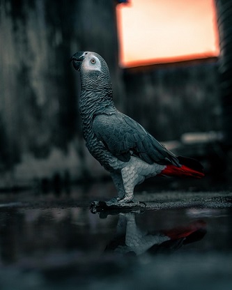 African grey parrot example photo