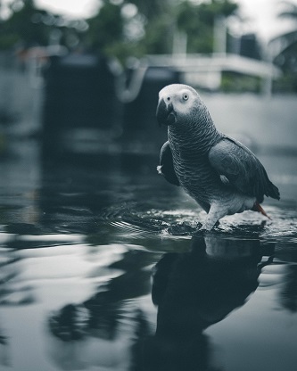 African grey parrot for sale, post demonstration photo