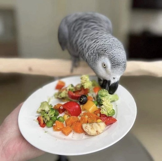 African Grey Parrot Diet & Nutrition