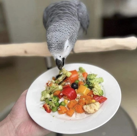 African grey parrot diet. Post Image