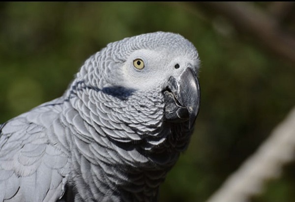 African Grey, Post Photo