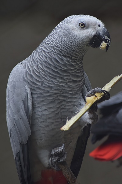 African grey parrot. Post Image