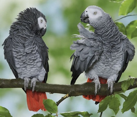 Timneh and Congo African grey Parrots