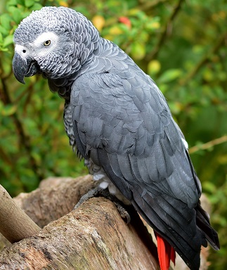 African grey parrot for sale, post example photo.