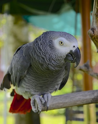 African grey parrot for sale. post sample photo