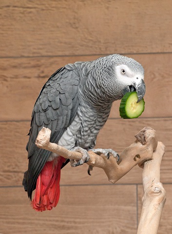 African grey parrot for sale. Post illustration photo