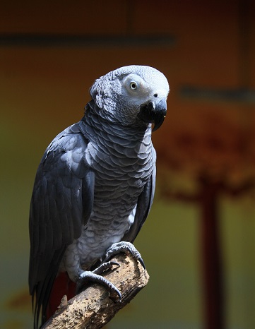 African grey bird. page illustration photo