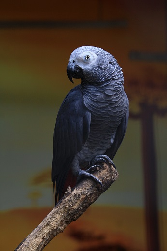 African grey bird. appearance heading illustration photo