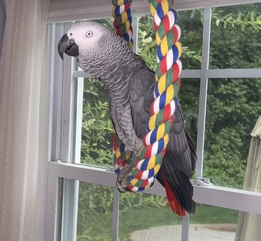 Avoid parrot mills, post photo