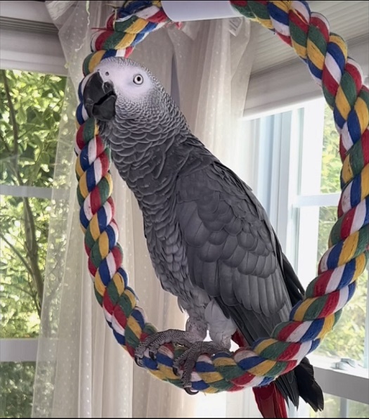 African grey parrot for sale near me