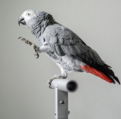 parrots African Grey for sale