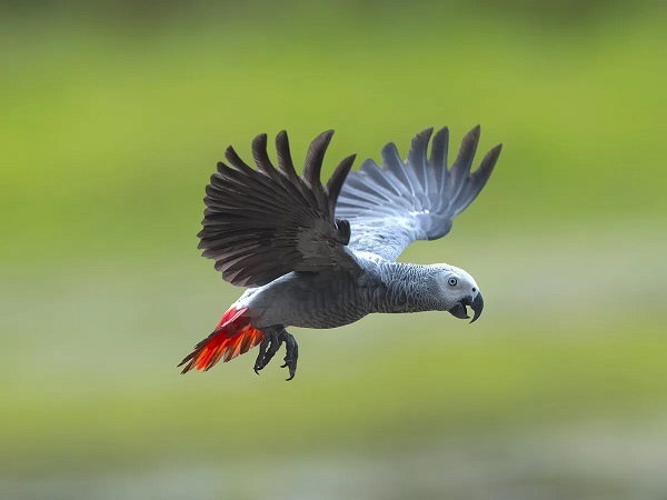Parrots African Grey for Sale