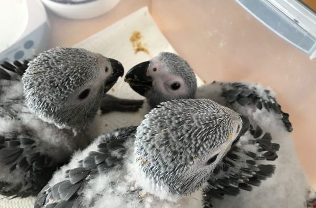 Baby African Grey Parrot for Sale